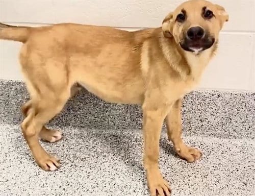 Photo of Colin, adoptable German Shepherd Dog in Houston, Texas