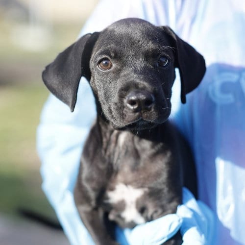 Photo of Thelma, adoptable Labrador Retriever in San Antonio, Texas