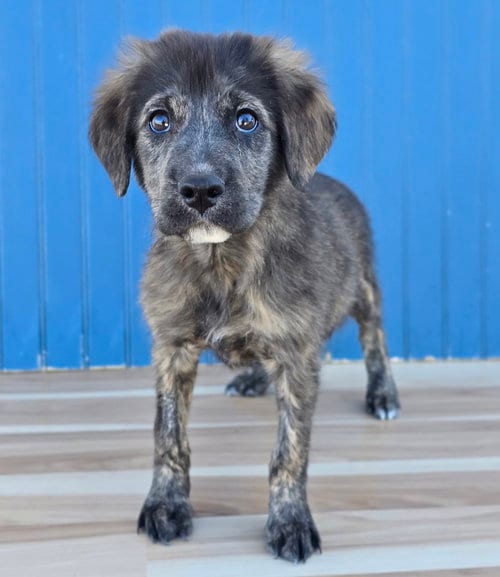 Photo of Eeny, adoptable Labrador Retriever in Sedalia, Colorado