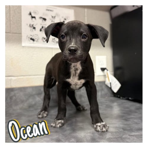 Photo of Ocean, adoptable American Staffordshire Terrier in Pierceton, Indiana