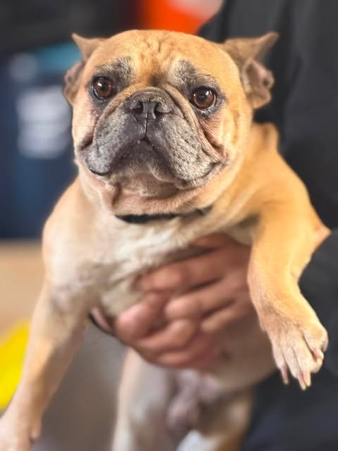 Photo of Ray Ray, adoptable French Bulldog in Inglewood, California