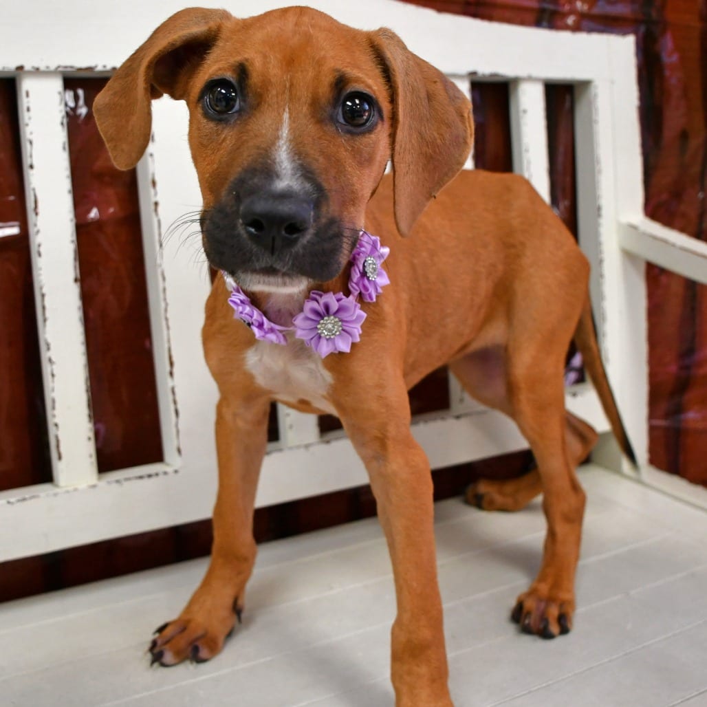 Photo of Johanna, adoptable Terrier in Beaumont, Texas