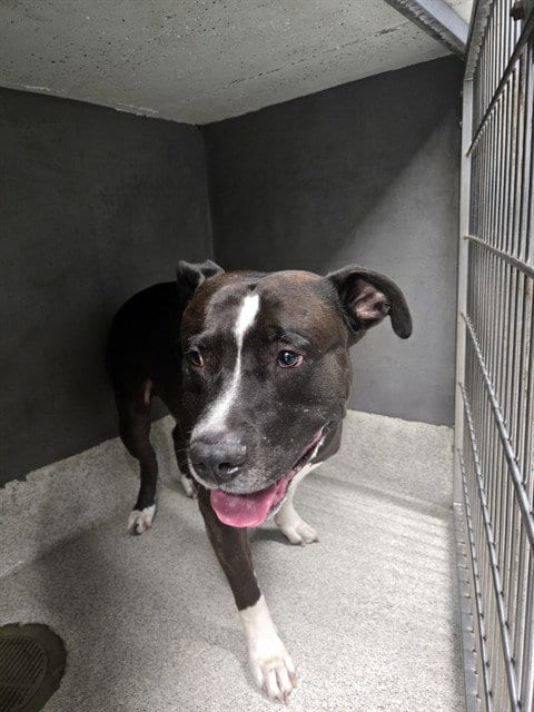 Photo of Bluebell, adoptable American Staffordshire Terrier in Tallahassee, Florida