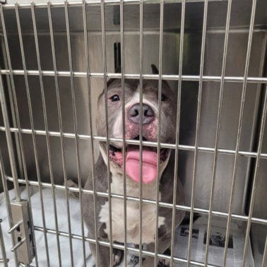 Photo of Zeus, adoptable Pit Bull Terrier in Los Angeles, California
