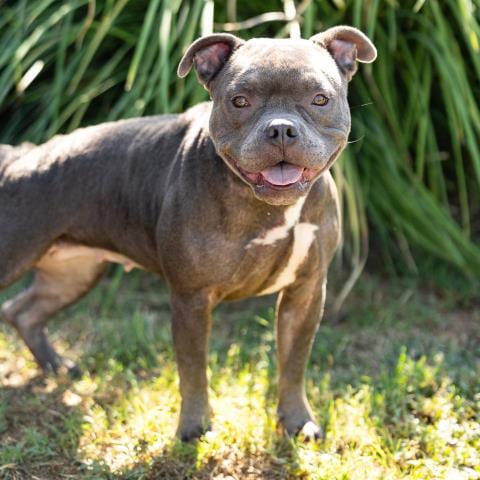 Photo of Cleo, adoptable Pit Bull Terrier in Camarillo, California