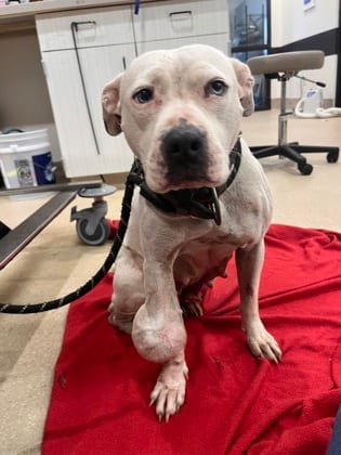Photo of Rose, adoptable dog in Atlanta, Georgia