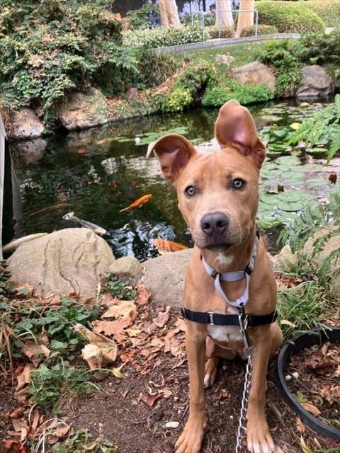 Photo of Korra, adoptable Pit Bull Terrier in Santa Barbara, California