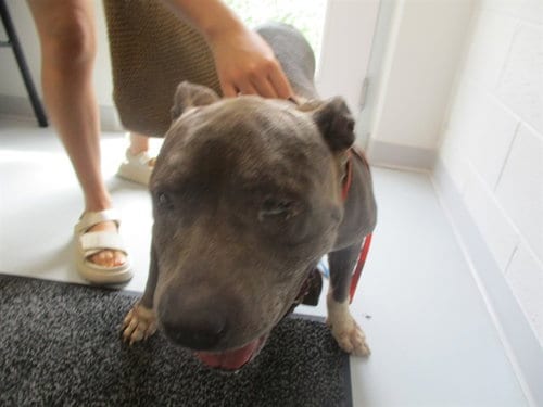 Photo of A389956, adoptable Staffordshire Bull Terrier in Ocala, Florida