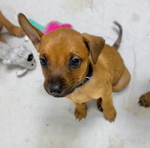 Photo of Volt, adoptable Chihuahua in Gilberts, Illinois