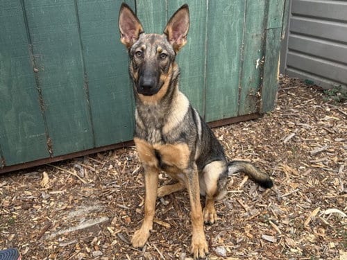 Photo of Eden, adoptable Belgian Shepherd Malinois in Santa Cruz, California