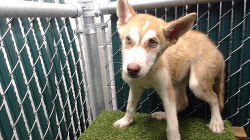 Photo of Bonnie, adoptable Siberian Husky in Downey, California
