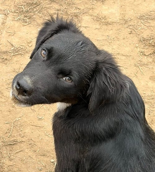 Photo of Lab Mix Pups Boys, adoptable Labrador Retriever in Unionville, Pennsylvania