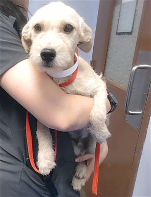 Photo of Twinkle, adoptable Cairn Terrier in Phoenix, Arizona
