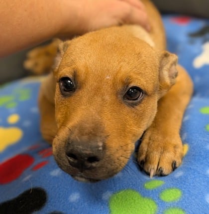 Photo of Chucky, adoptable Shepherd/Mix in Raeford, North Carolina