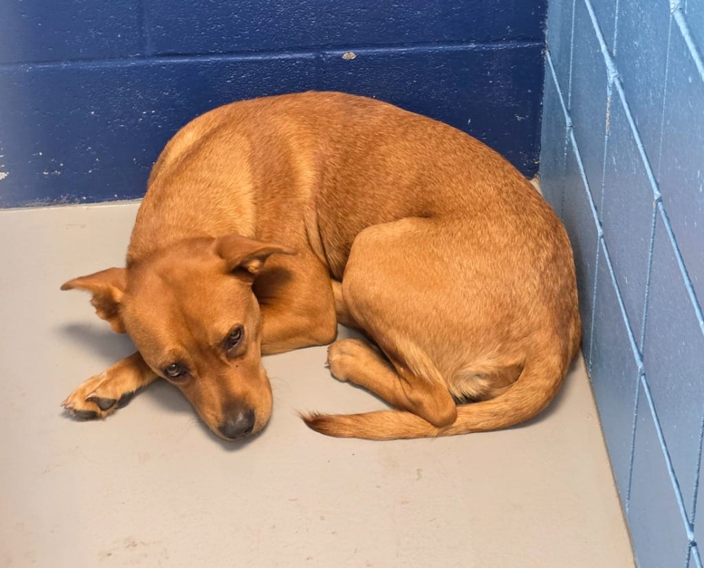 Photo of Diamond, adoptable Affenpinscher in Hartsville, South Carolina
