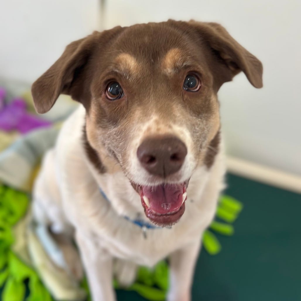 Photo of Eleven, adoptable Retriever, Labrador / Shepherd, Australian in Kanab, Utah