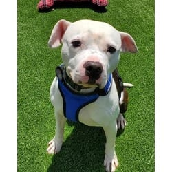 Photo of Maddox, adoptable Mixed Breed (Medium) in Munster, Indiana