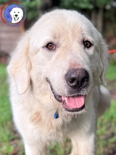 Photo of Obo, adoptable Great Pyrenees in Spring, Texas