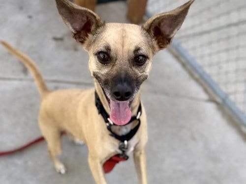 Photo of Stormy, adoptable Chihuahua in Martinez, California