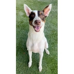 Photo of Ana, adoptable Terrier (Unknown Type, Medium) in Doral, Florida