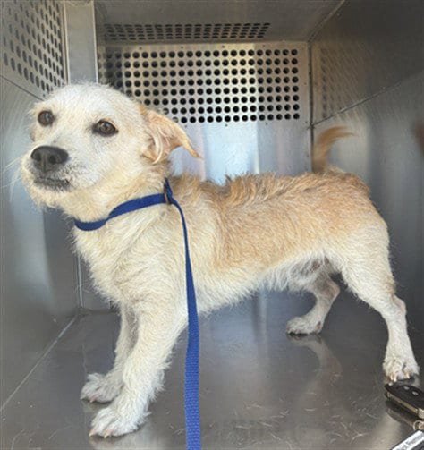 Photo of Pippin, adoptable Border Terrier in Phoenix, Arizona