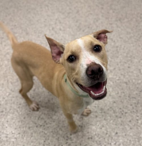 Photo of Koda, adoptable Pit Bull Terrier in Brighton, Colorado