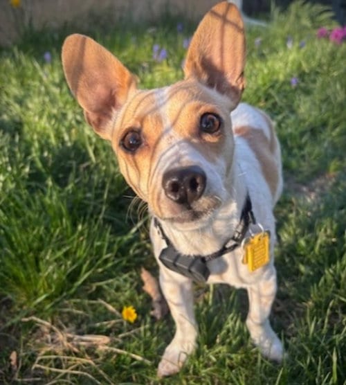 Photo of Georgie (WA), adoptable Rat Terrier in Atlanta, Georgia