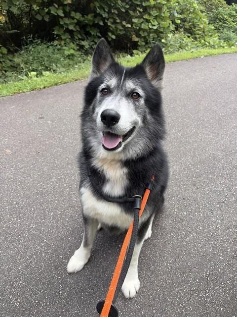 Photo of Chief, adoptable Husky in Newton, North Carolina