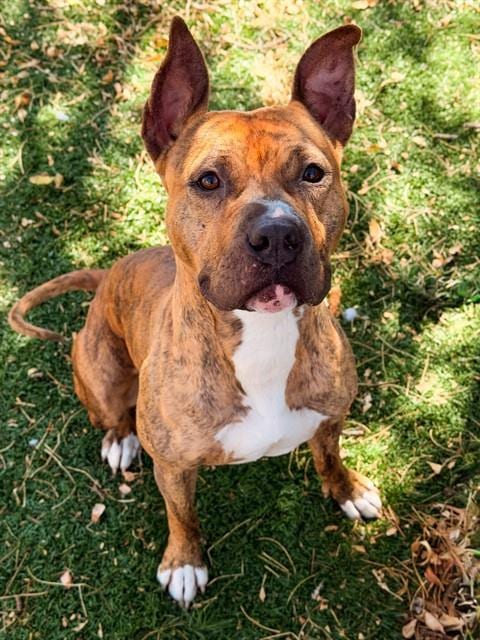 Photo of Kuromi, adoptable Boxer in Fremont, California