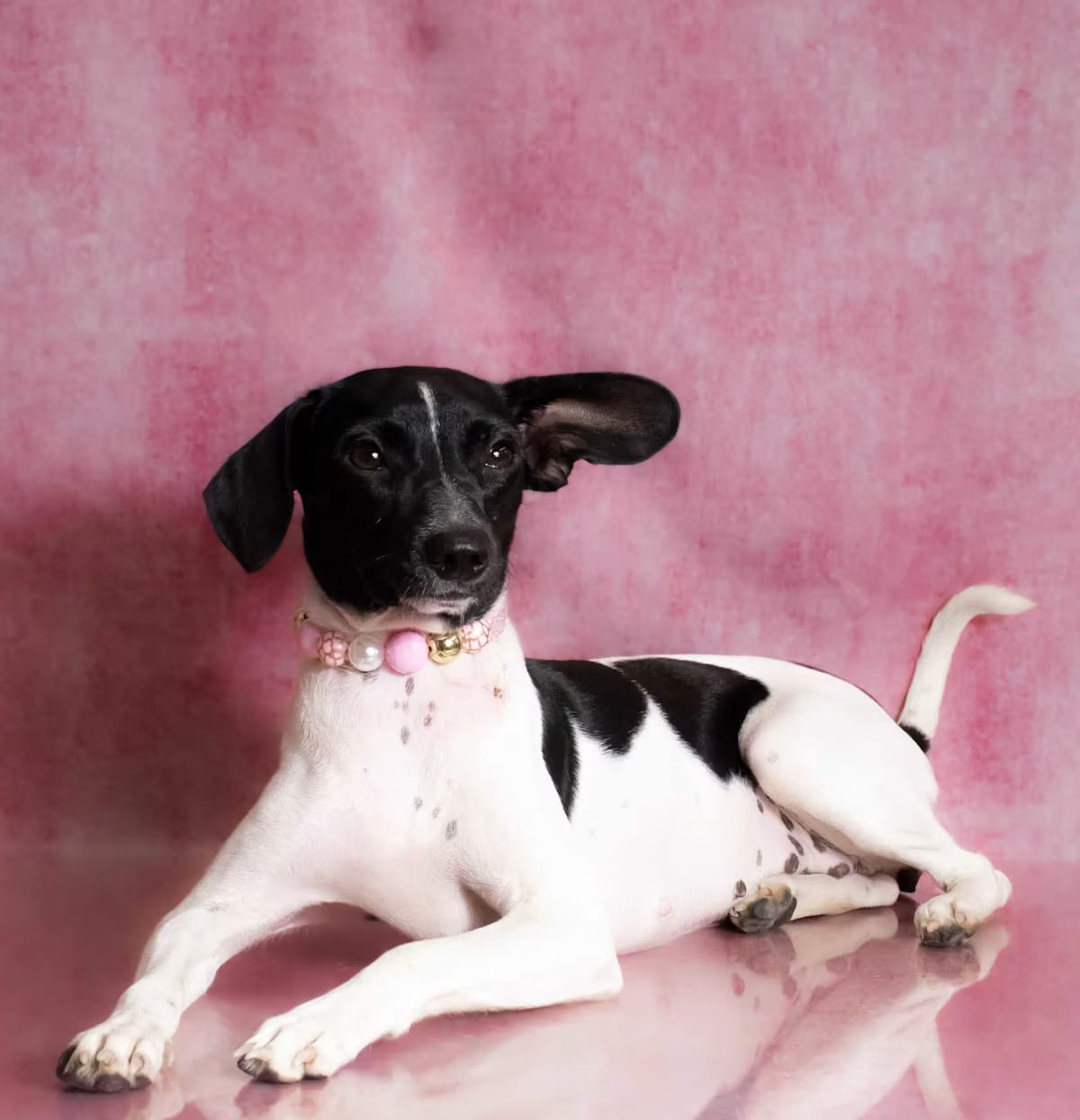 Photo of Zoey - 15lbs., adoptable Rat Terrier Terrier (Unknown Type, Small) in Glastonbury, Connecticut