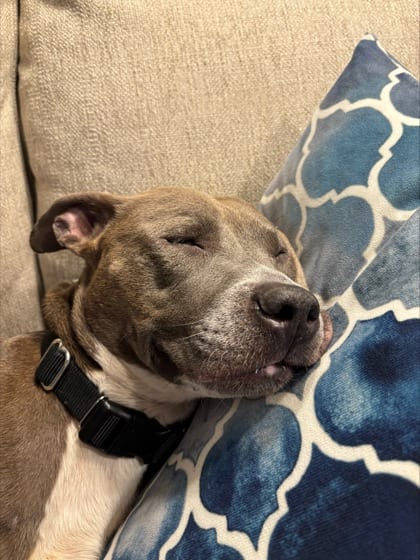 Photo of Collagen, adoptable dog in Chamblee, Georgia
