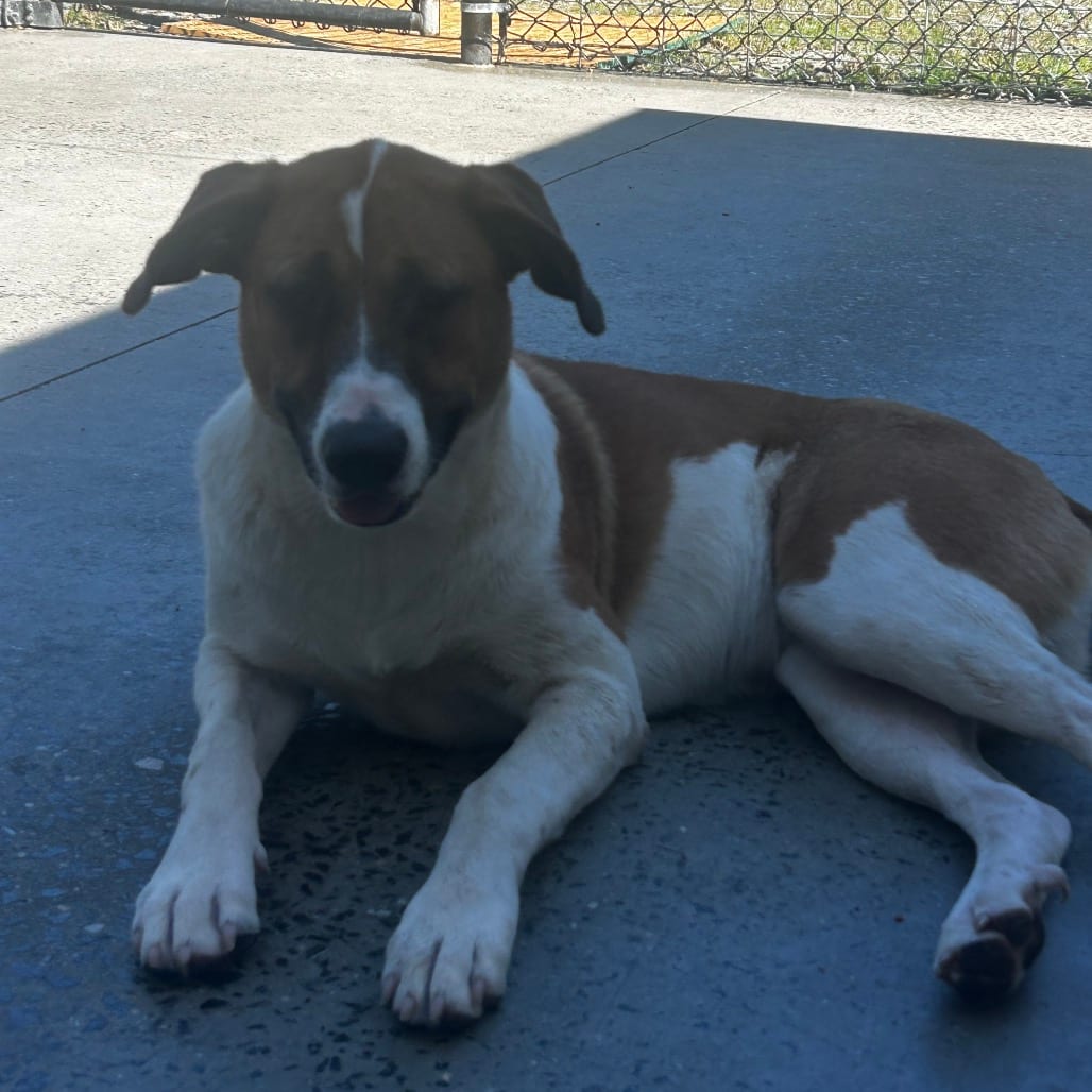 Photo of Nina, adoptable Mixed Breed (Medium) in Winston-Salem, North Carolina