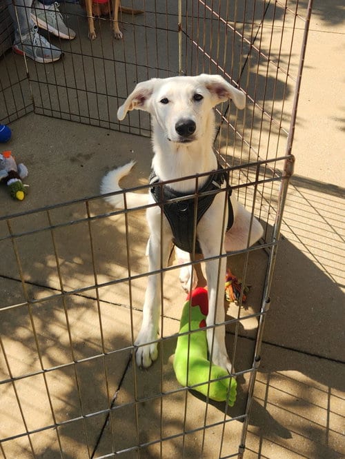 Photo of Whitney, adoptable Labrador Retriever in Dallas, Texas