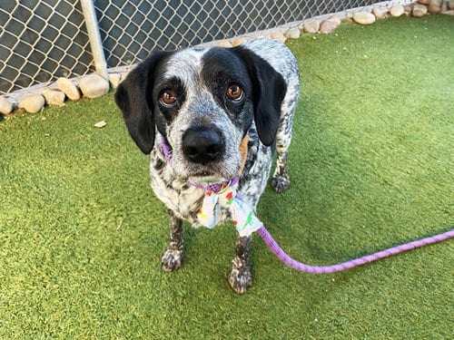 Photo of Chickadee, adoptable Australian Cattle Dog/Blue Heeler in Phoenix, Arizona