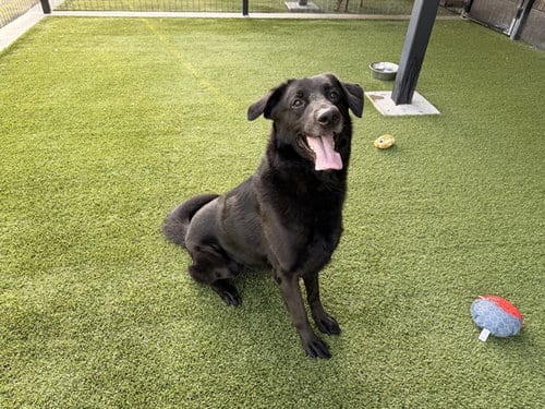 Photo of Professor Snape, adoptable German Shepherd Dog in Garland, Texas