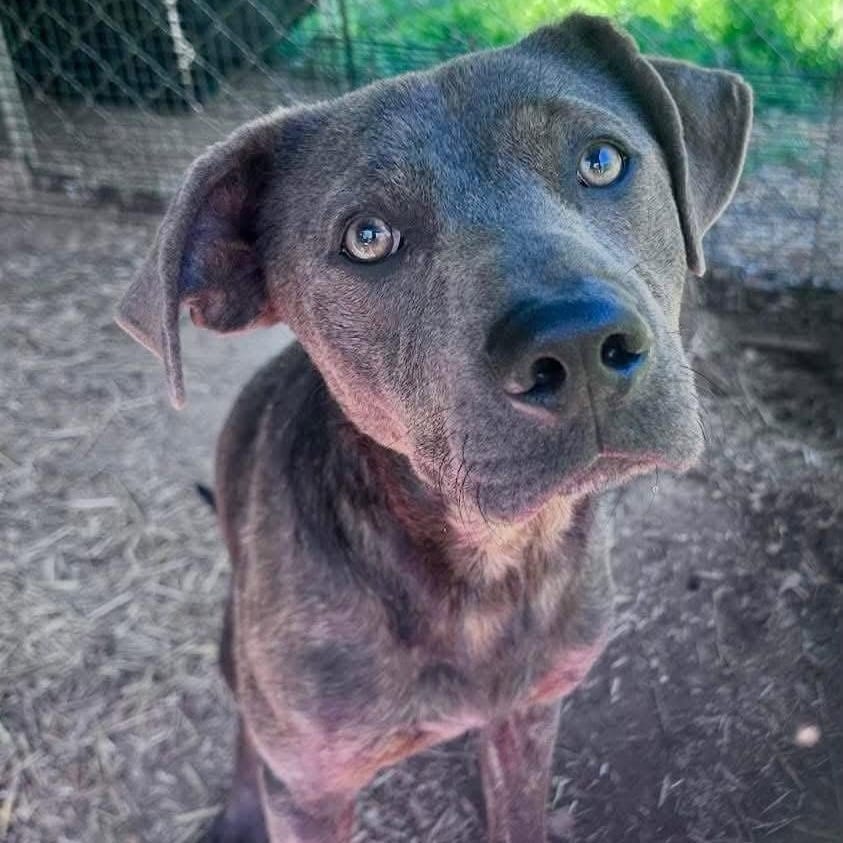Photo of Arlo, adoptable Retriever, Black Labrador / Mixed Breed (Medium) in Whitestone, New York