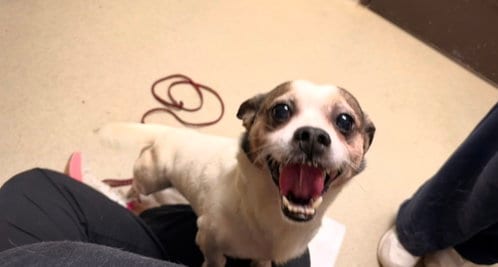 Photo of Sparky, adoptable Chihuahua in Chapel Hill, North Carolina