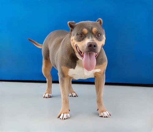 Photo of Amelia, adoptable Pit Bull Terrier in Baldwin Park, California