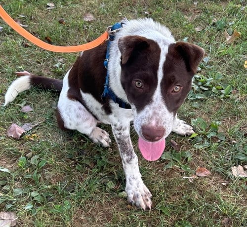 Photo of Viviana, adoptable Australian Cattle Dog/Blue Heeler in Burnsville, North Carolina