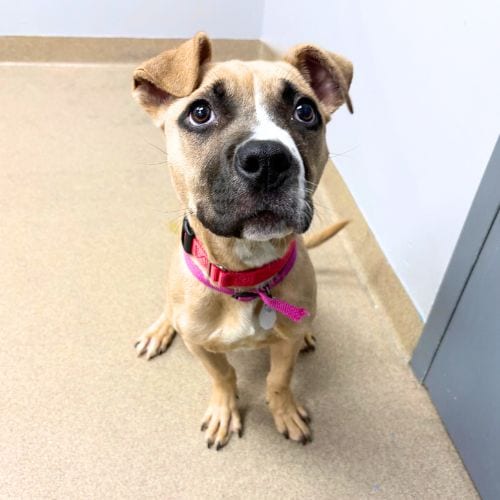 Photo of Cinnamon, adoptable Pit Bull Terrier in Aurora, Colorado