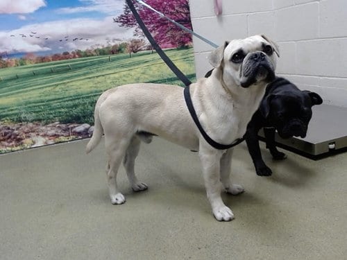 Photo of A554803, adoptable Pug in Moreno Valley, California