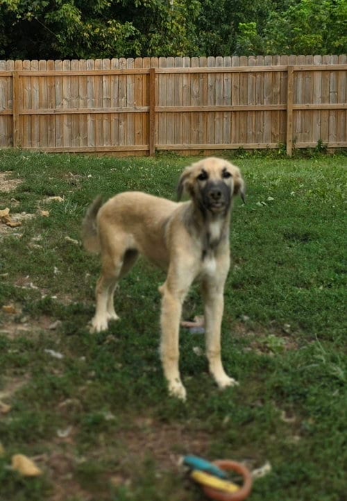 Photo of Poor Babies : Ivy, adoptable Anatolian Shepherd in Aurora, Indiana
