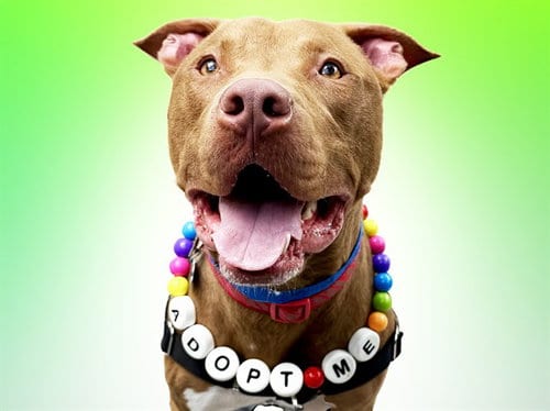 Photo of Myko, adoptable Staffordshire Bull Terrier in Ft Lauderdale, Florida