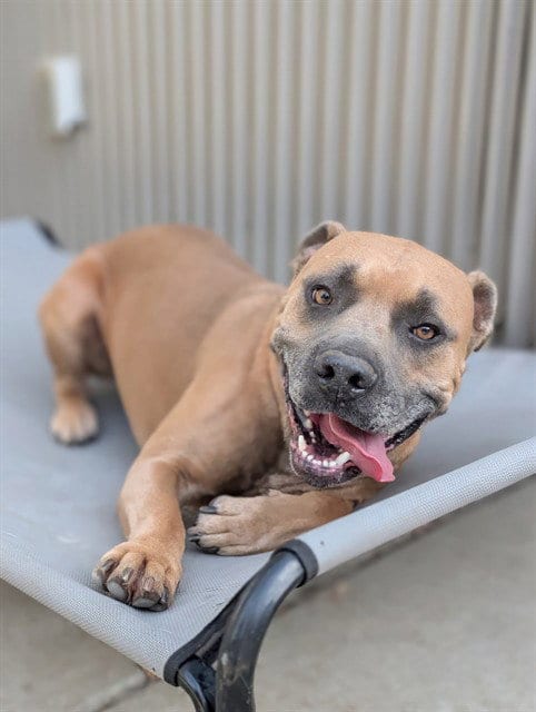 Photo of Scooby, adoptable Pit Bull Terrier in Sacramento, California