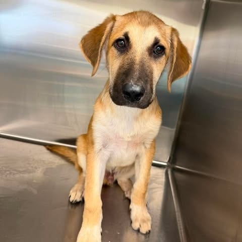 Photo of Gunner 26-08-095, adoptable Shepherd in Bastrop, Texas