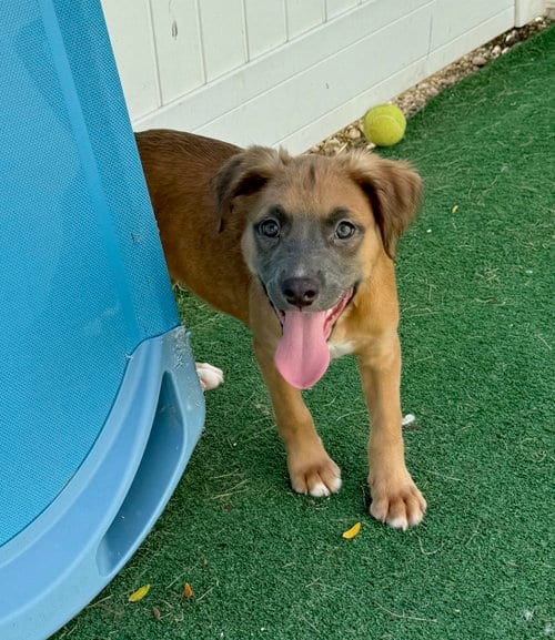 Photo of Ugi, adoptable American Staffordshire Terrier in Gilberts, Illinois