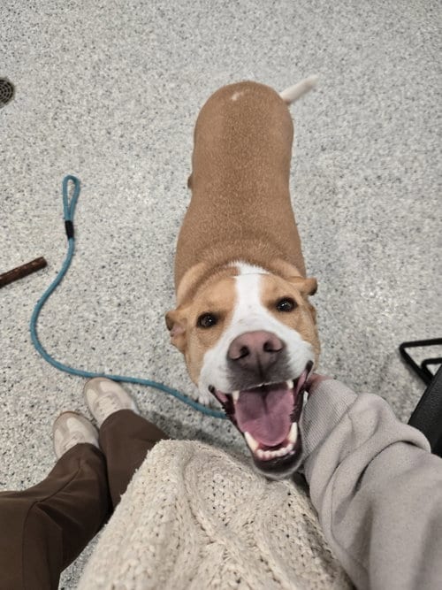Photo of Vida, adoptable Feist in O'Fallon, Illinois