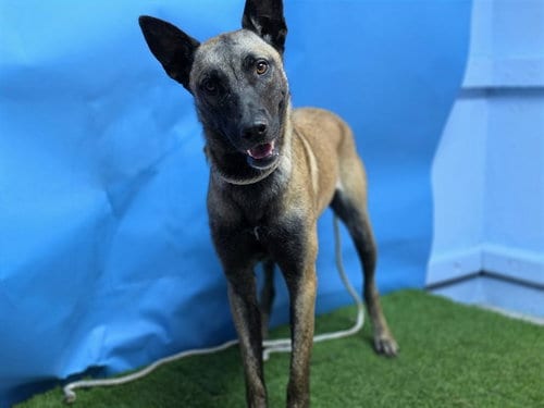 Photo of Freya, adoptable Belgian Shepherd Malinois in Gardena, California