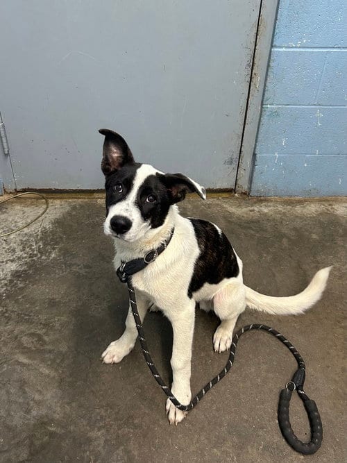 Photo of Flynn Rider, adoptable Collie in Evansville, Indiana