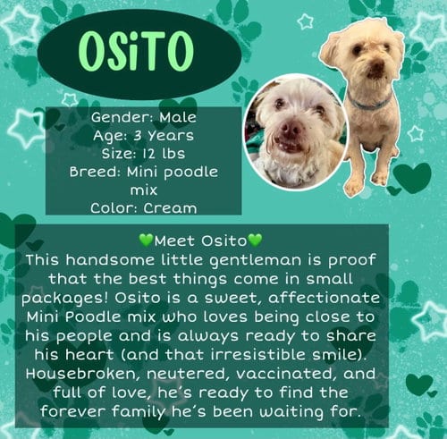 Photo of Osito, adoptable Poodle (Miniature) in Rancho Cordova, California